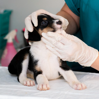 guia-de-vacunacion-para-cachorros-segun-su-etapa-de-vida.png